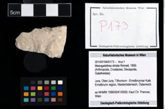 Foto (Objekt + Etikett) von Mesogalathea striata (Remeš, 1895)  (NHMW-GEO-2014-0194-0173)